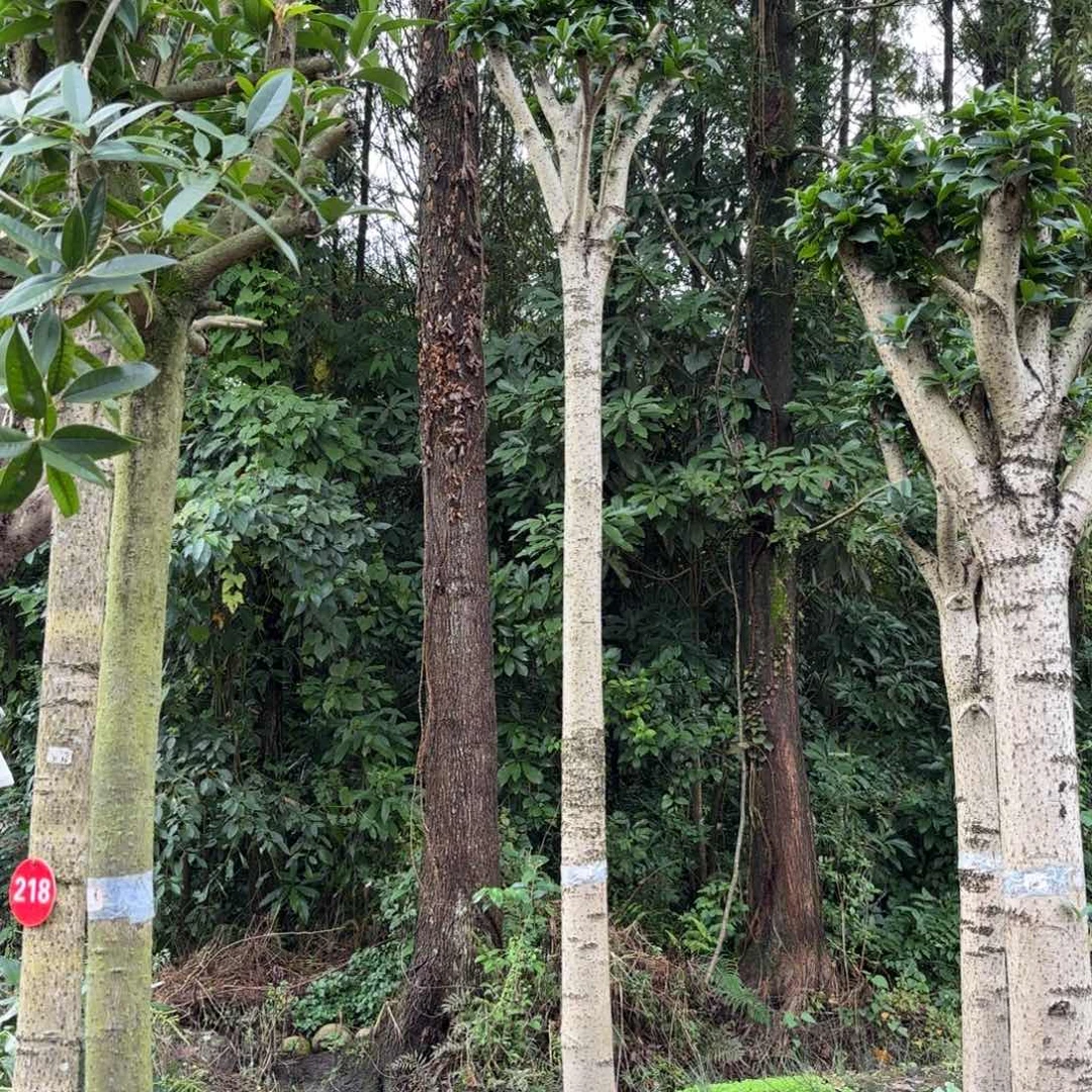 无花朵桂花香飘香的味道让人很有