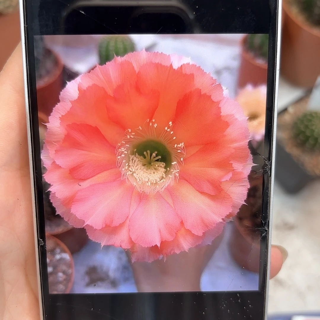 彩草36号7公分左右