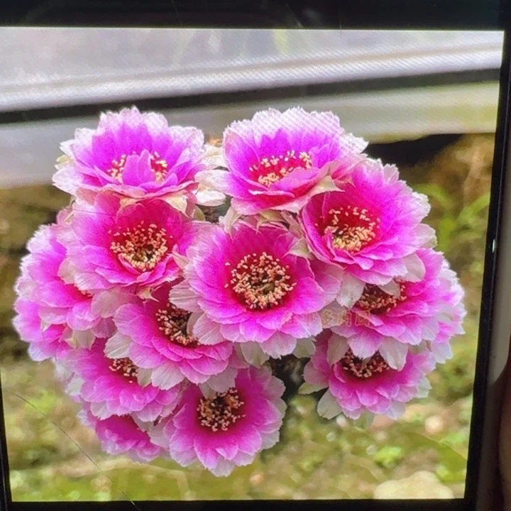 214丽花魅影歪3公分左右无根侧牙，20包邮