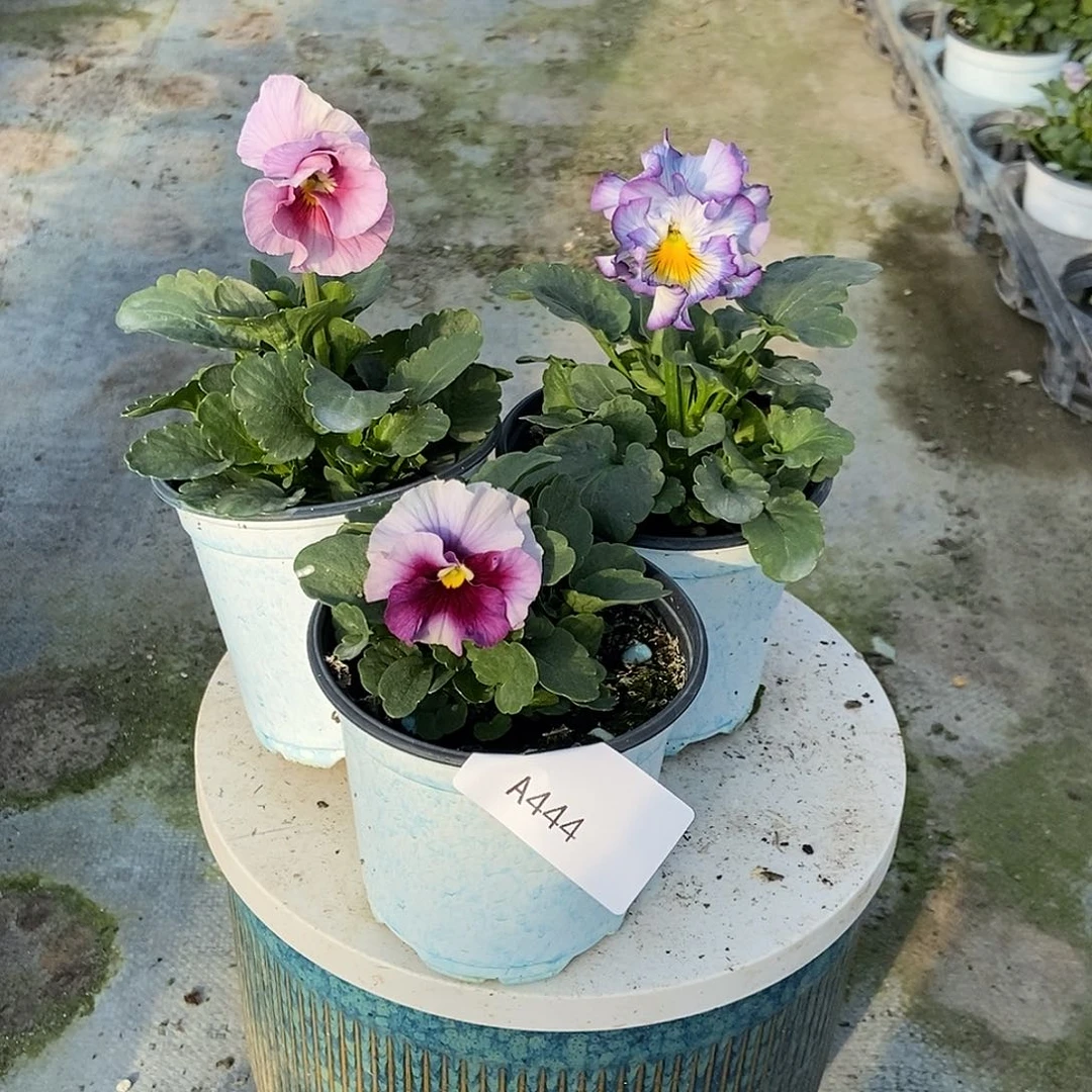 大部分花苞少量开放