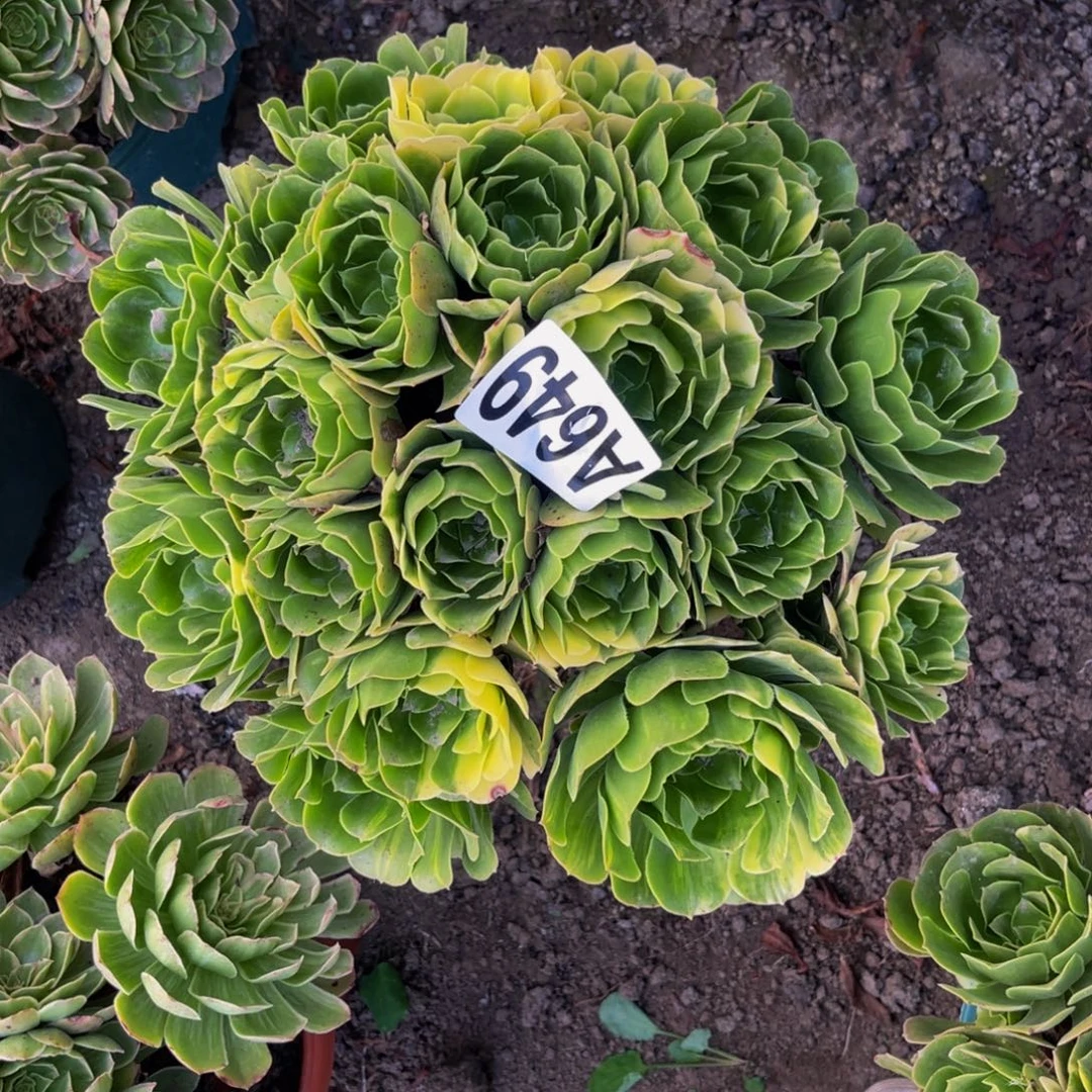 五色琉璃26/////26包邮