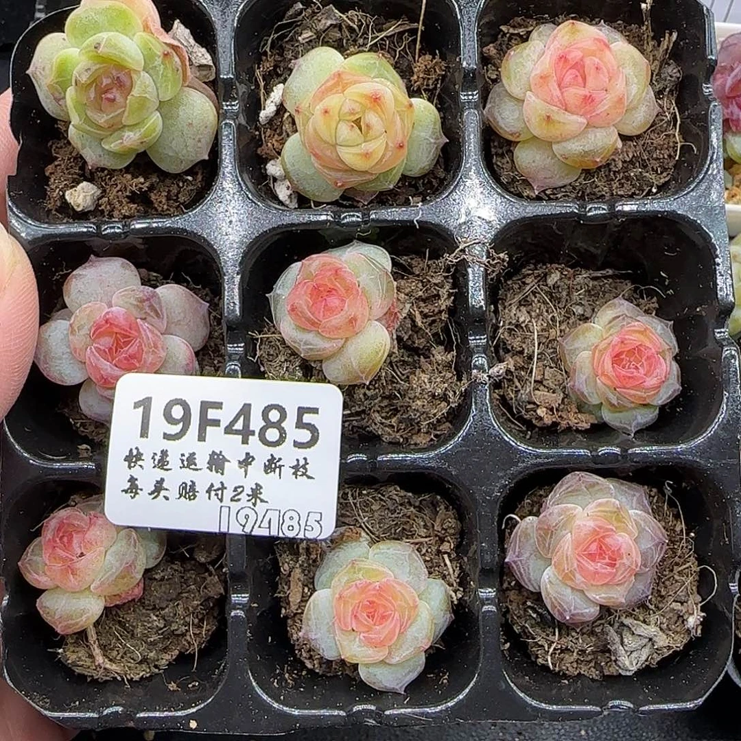 485九棵糖心珍妮卡拉米2公分