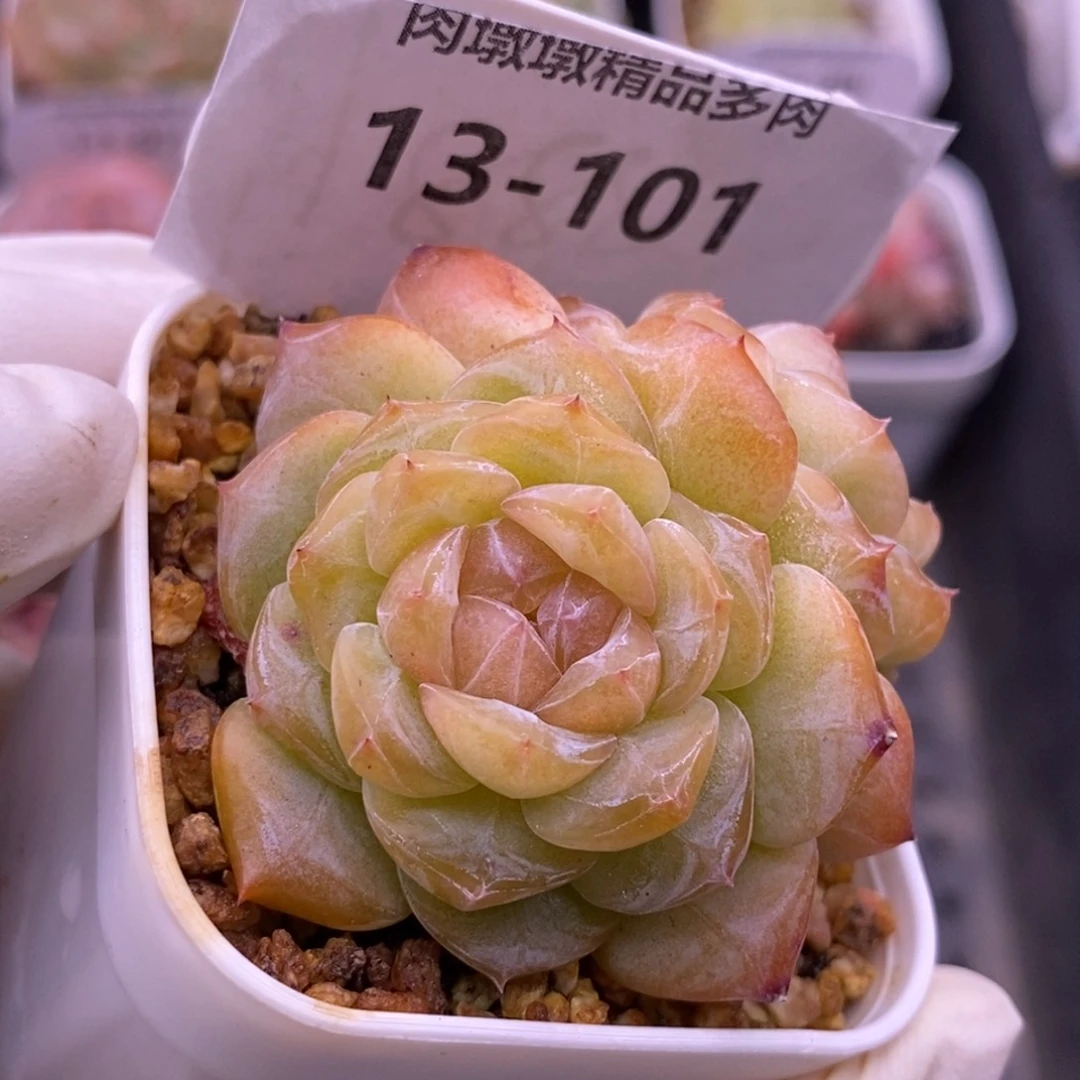 【闪购商品】13-101