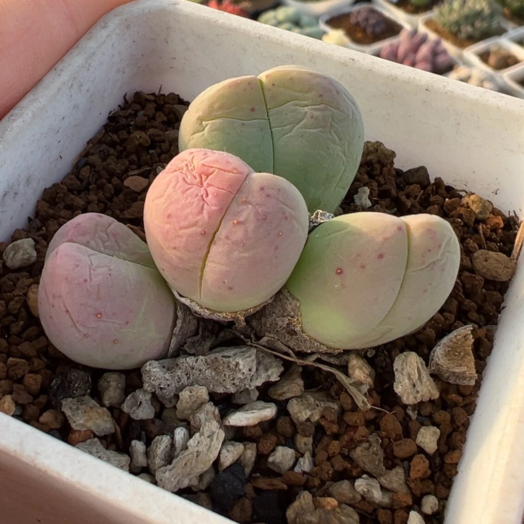 032多肉植物种类多样