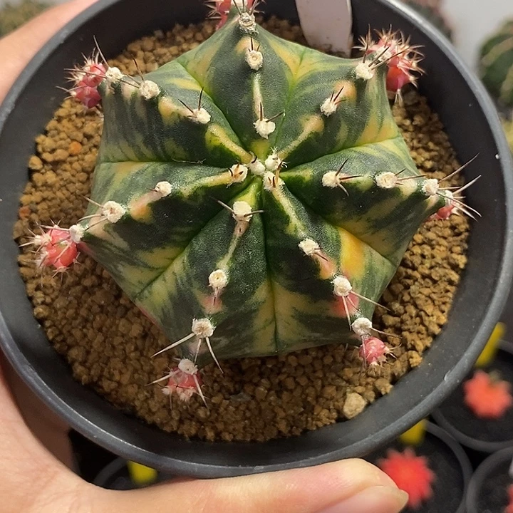 泰系铭品米哈—带盆土发货41