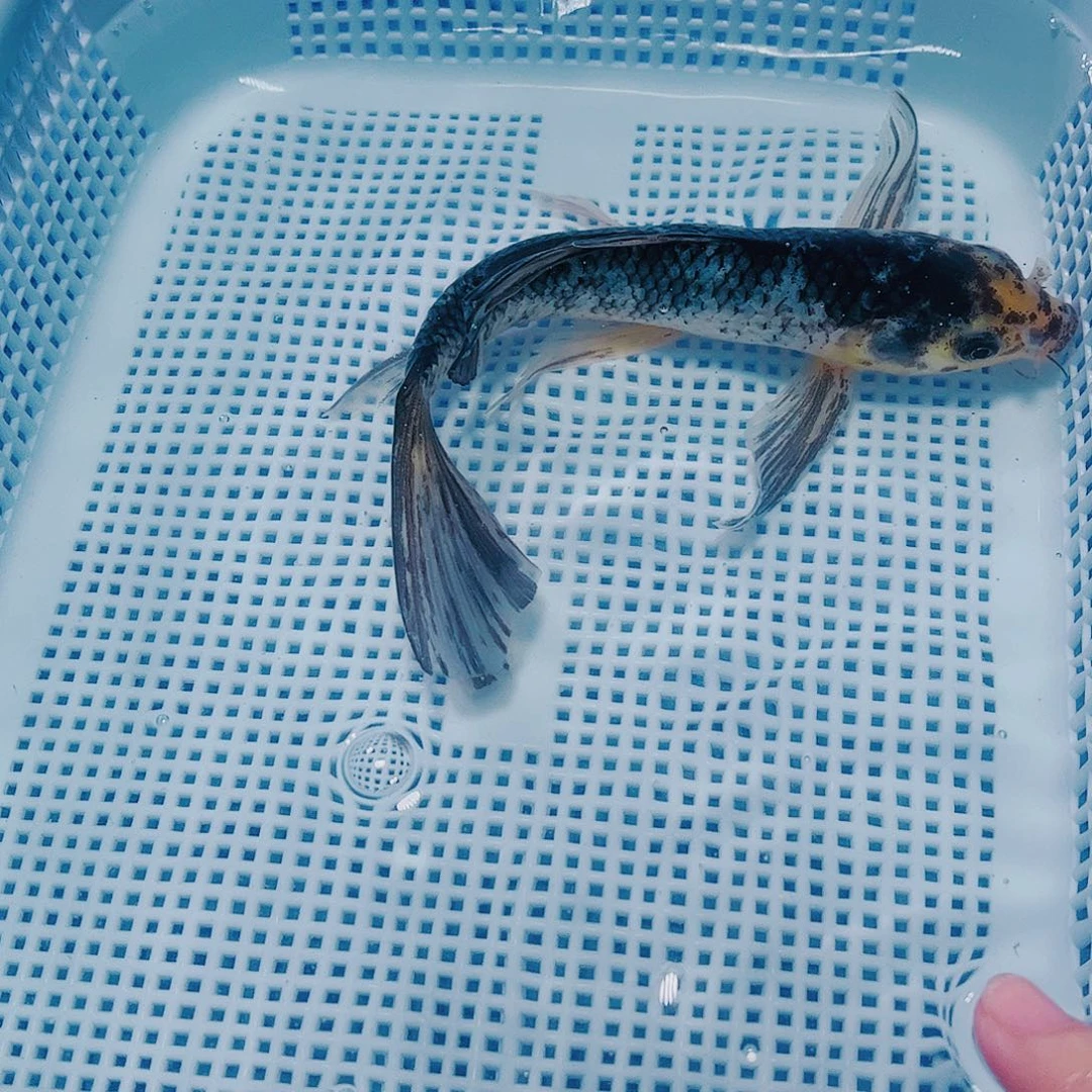 海水鱼锦鲤观赏鱼163