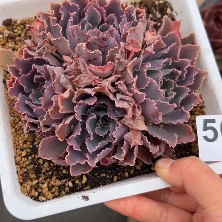 S****a568 多肉植物组合盆栽