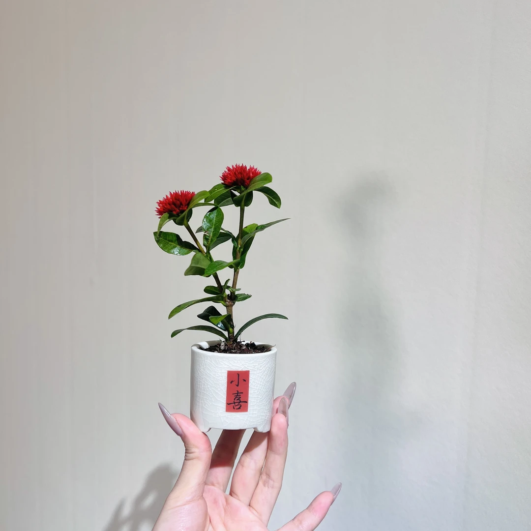 小叶龙床花室内好养加赠小喜盆
