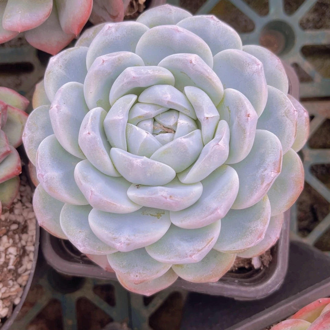 玉蝴蝶12.5公分999999999