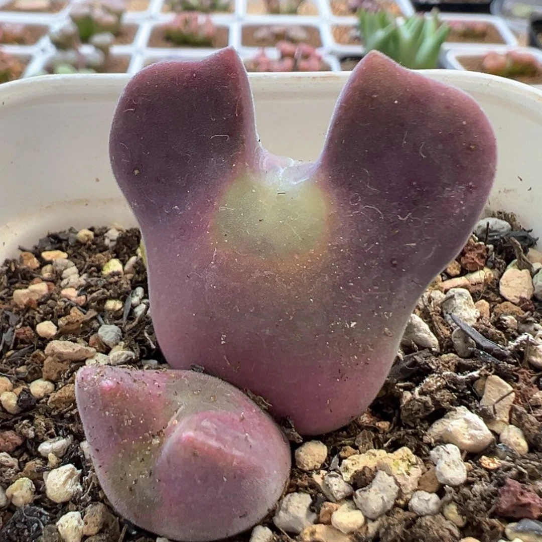 空蝉 专拍 青蛙家 肉锥植物