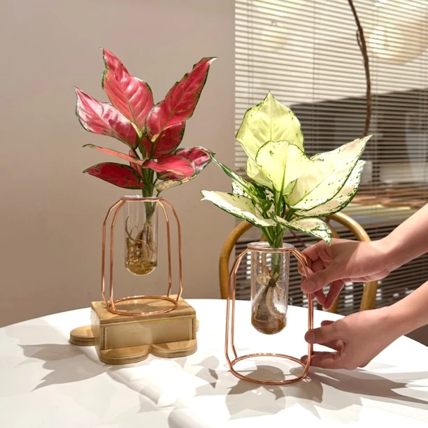 桌摆水培吉利红白象竹芋海芋盆栽室内客厅办公室观叶铁艺花卉绿植