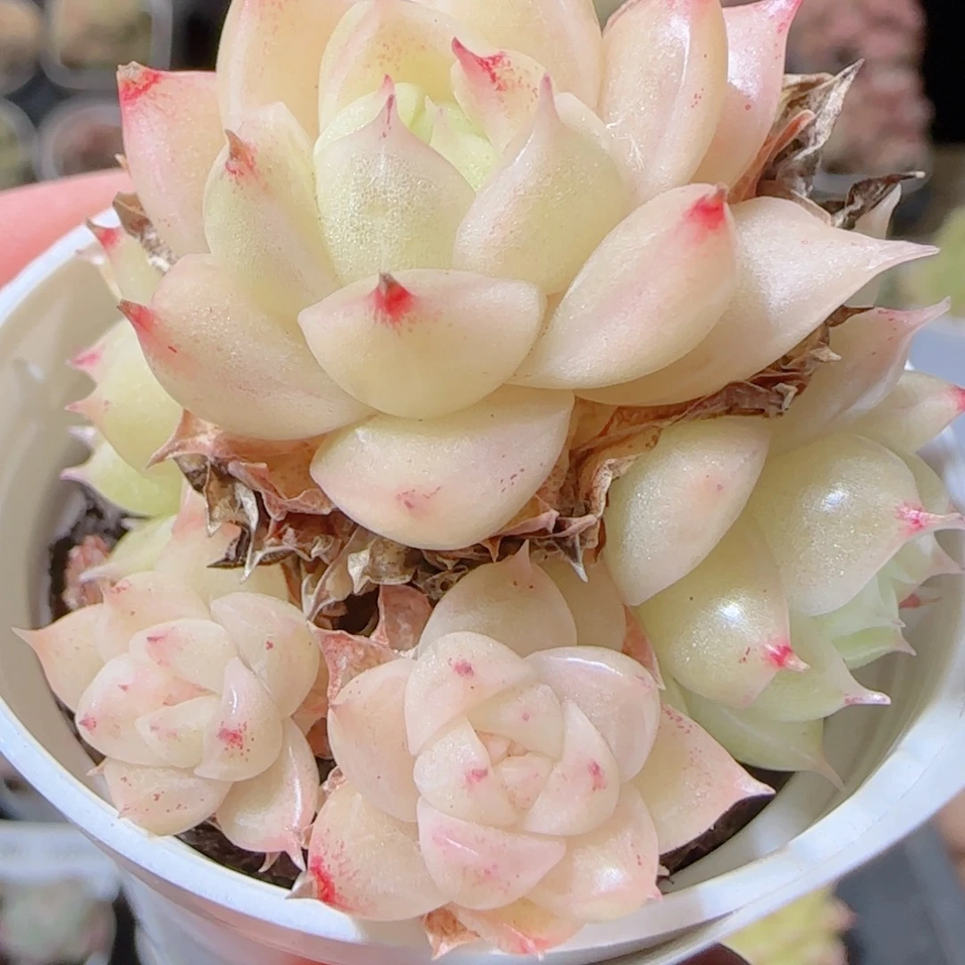 紫***粉花语多肉1218-87散