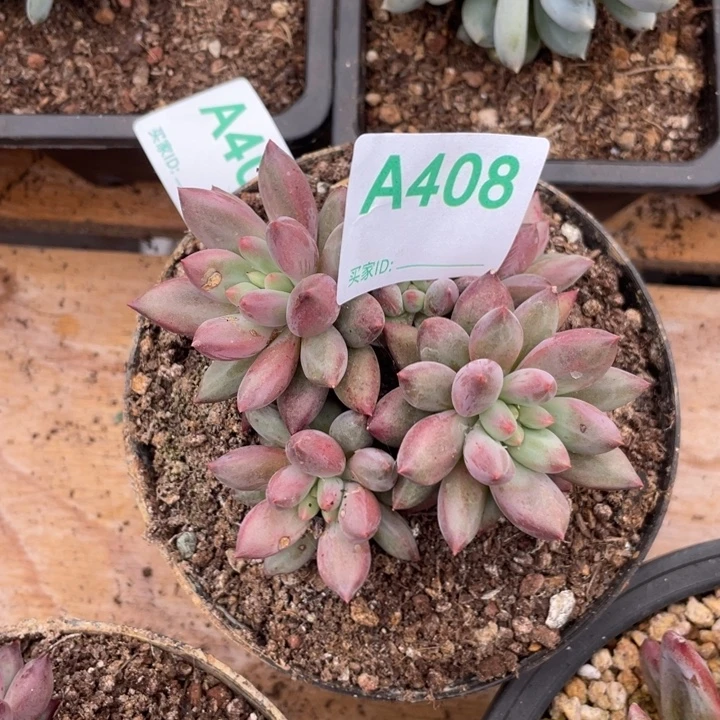 哈哈哈哈哈哈哈408