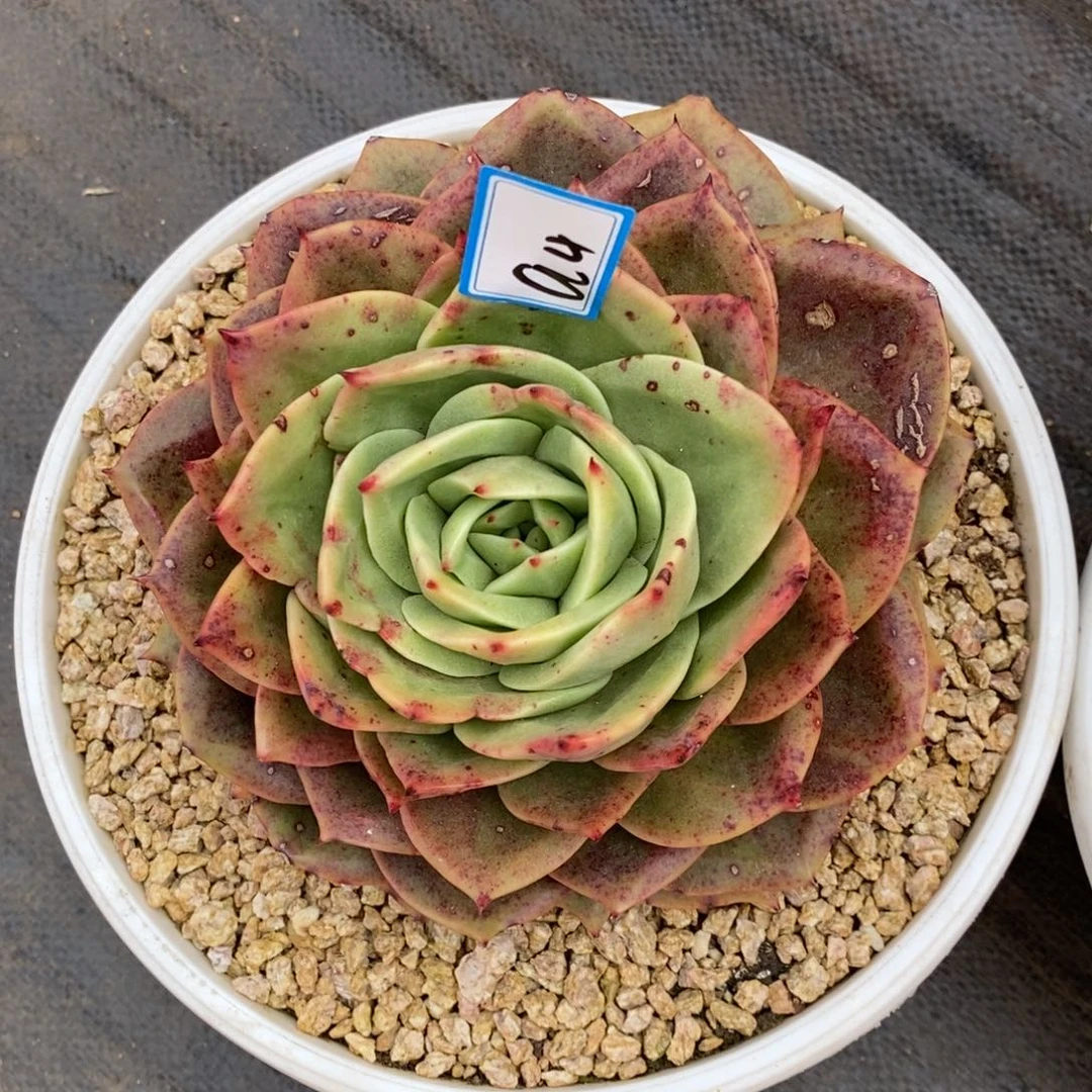 星***梦福利狮子王a4