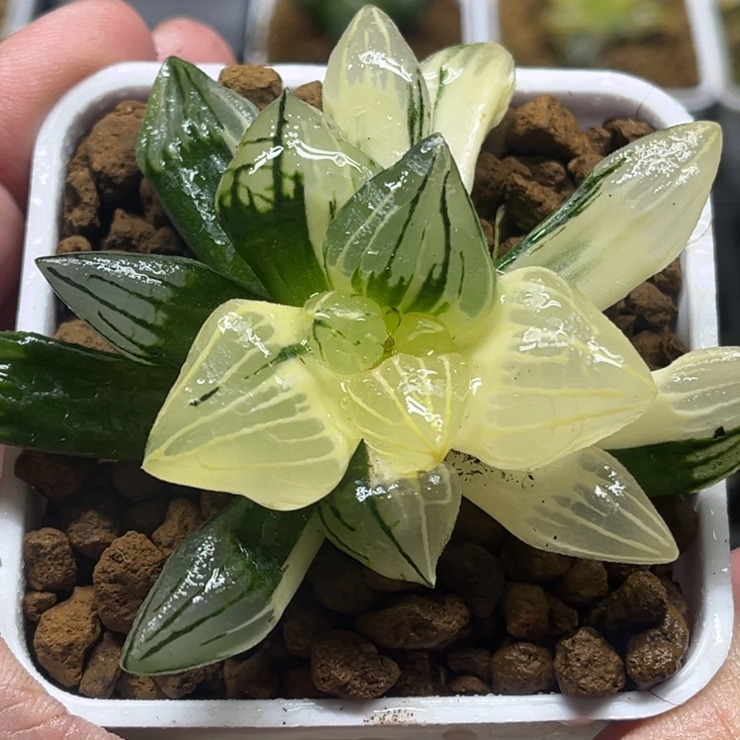 319巨大短肥西瓜寿锦