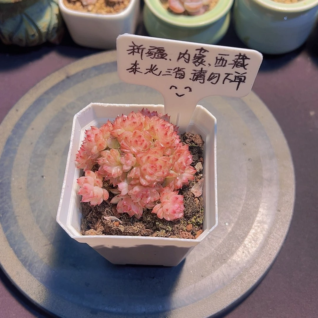 新品，带盆发货……