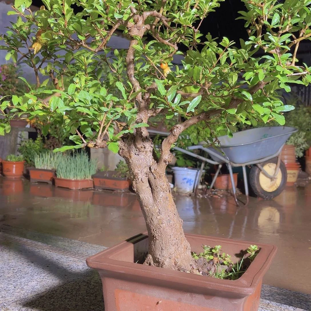 完全开放石榴盆景造型盆栽花卉