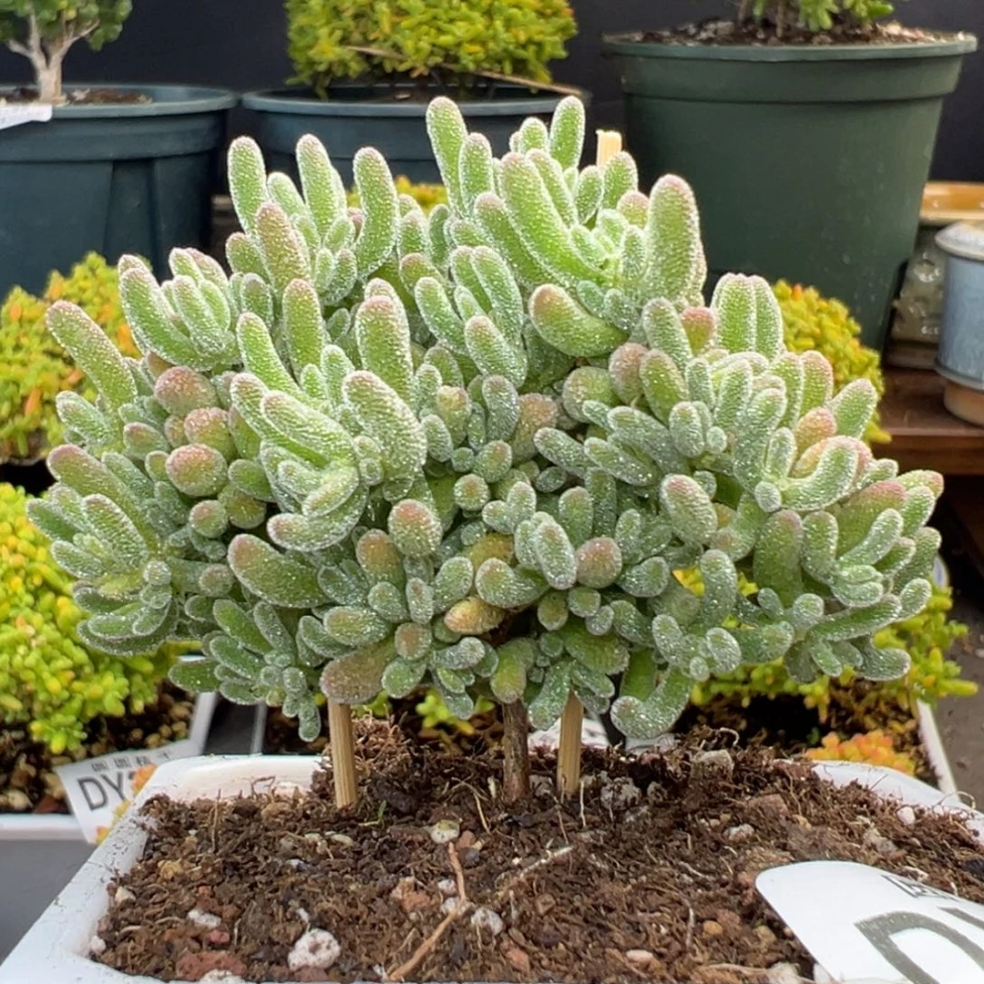 dy3437直杆蘑菇头冰晶冠幅7cm
