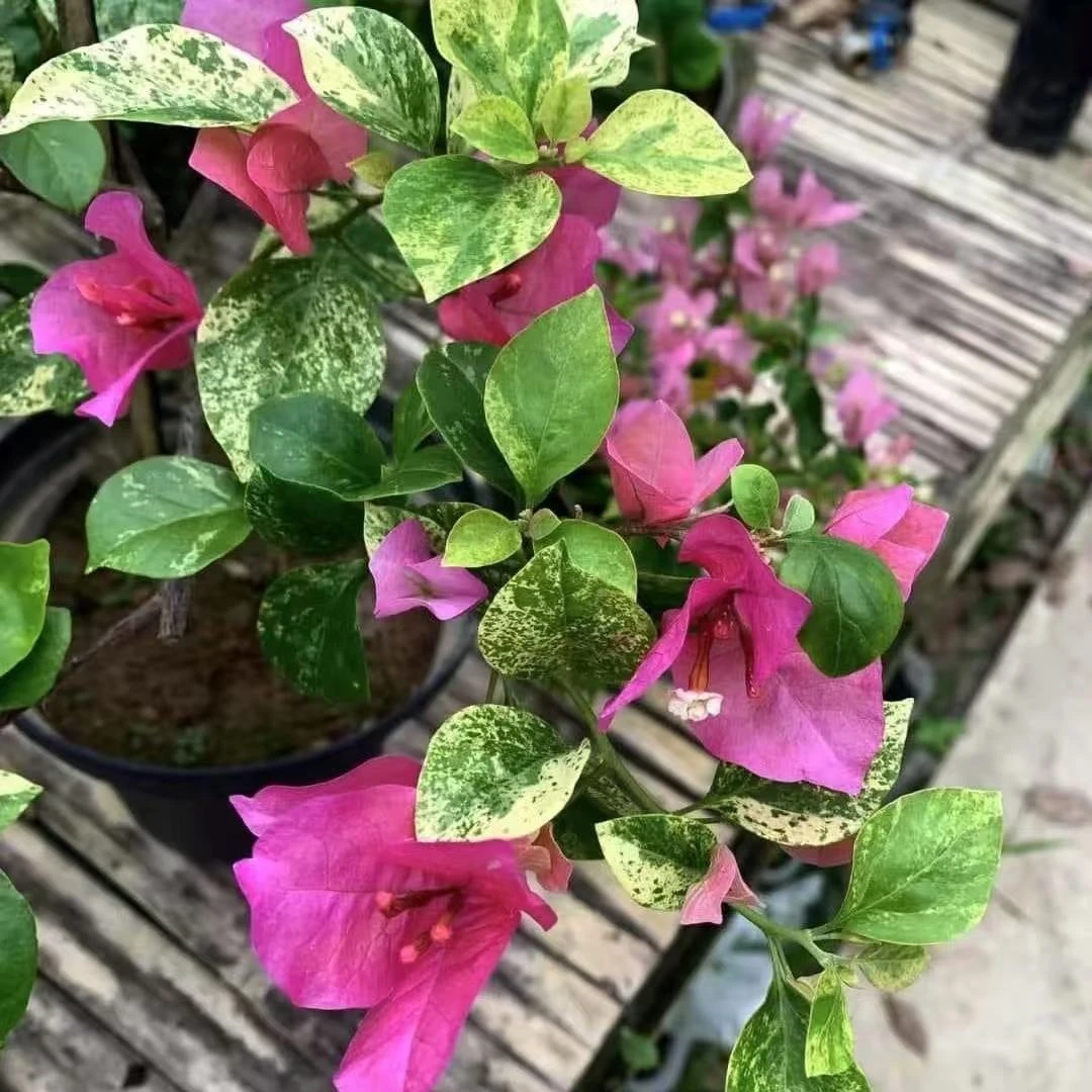 【卡门凯特】三角梅袋苗福利款四季开花福利款