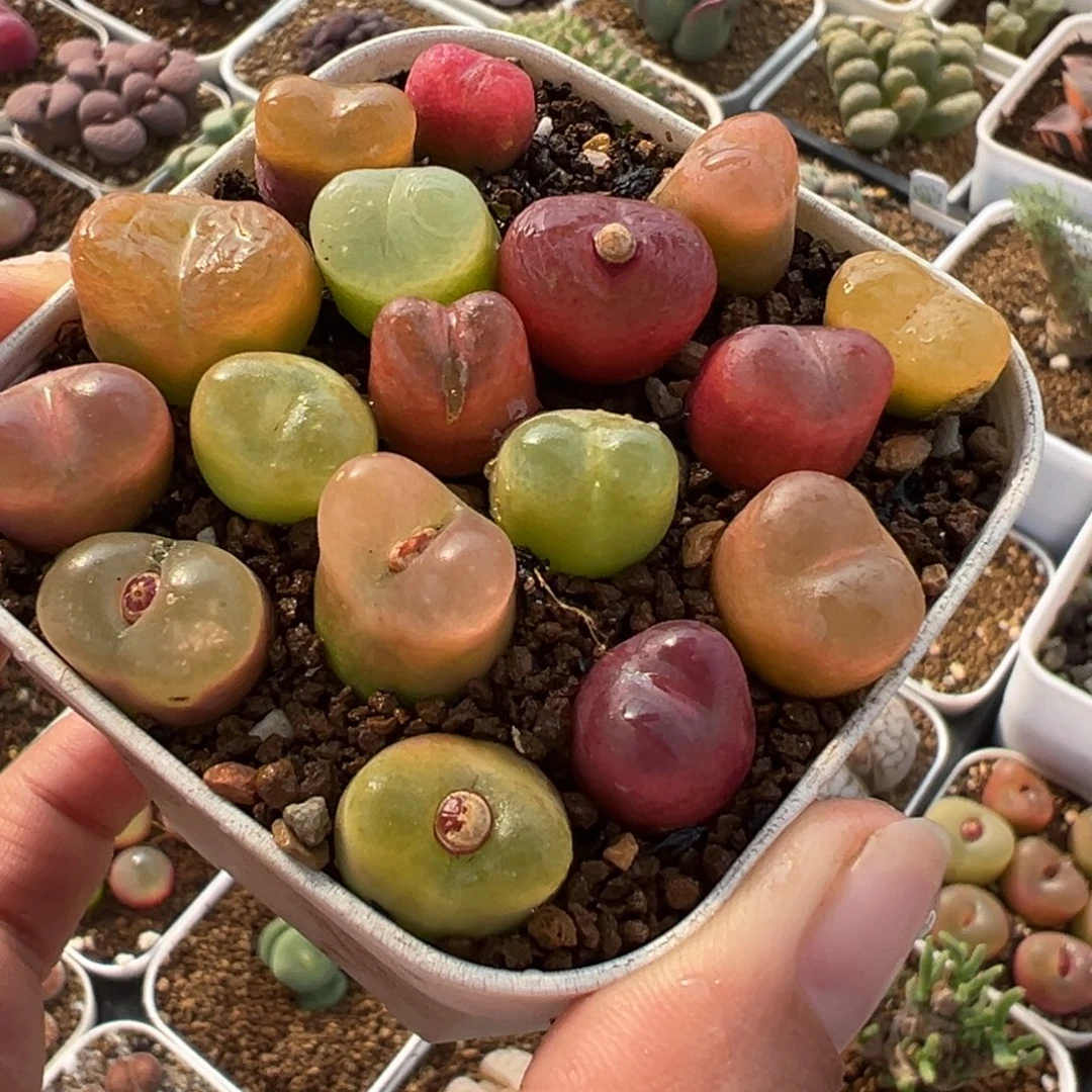 851多肉植物盆栽植物