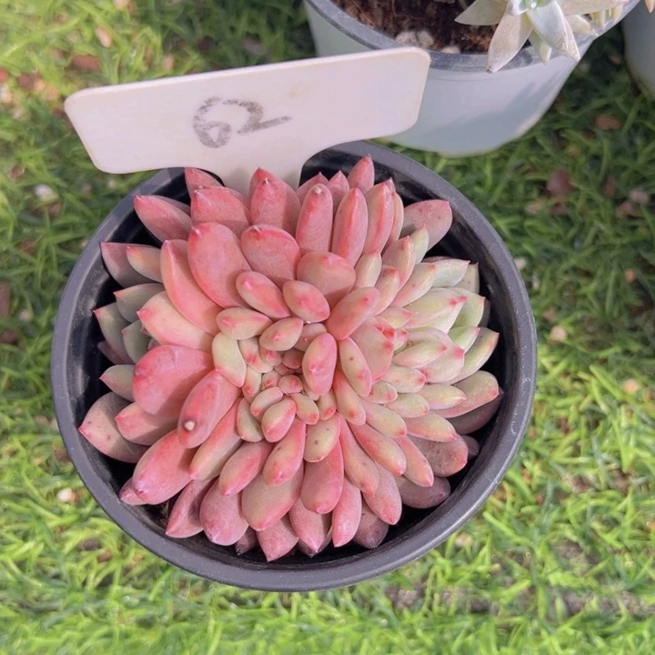 健健康康平平安安