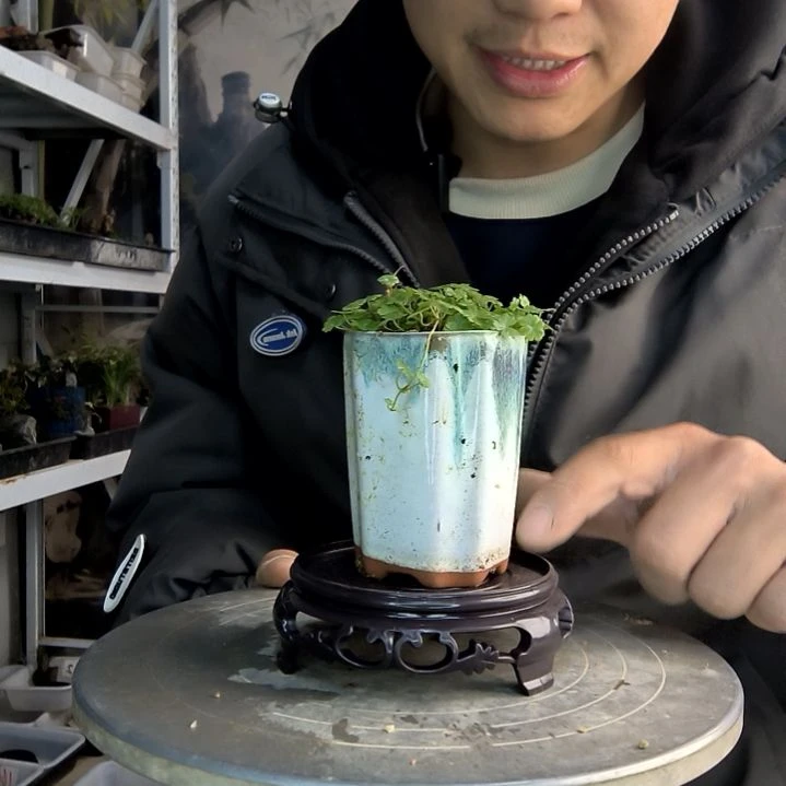 謎**e小盆景小植物一物一拍30