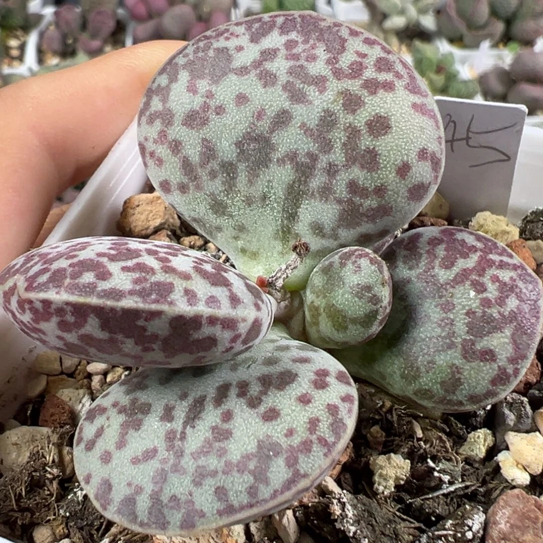 w花蛋多肉植物水泡