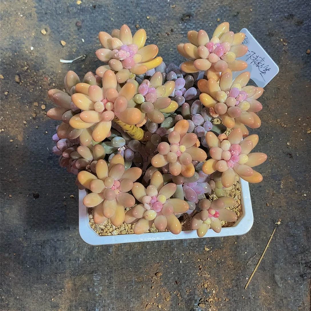 盈***笑哈哈哈哈哈哈哈哈哈哈哈