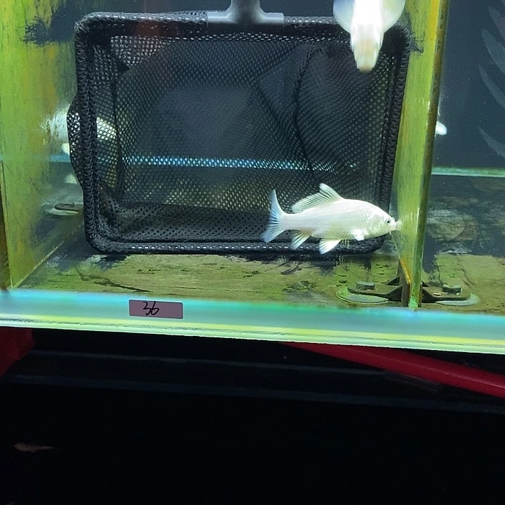 蝴蝶鲤p****g36号蝴蝶鲤