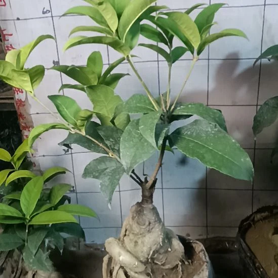 帝***1完全开放四季红黄天香台阁组合