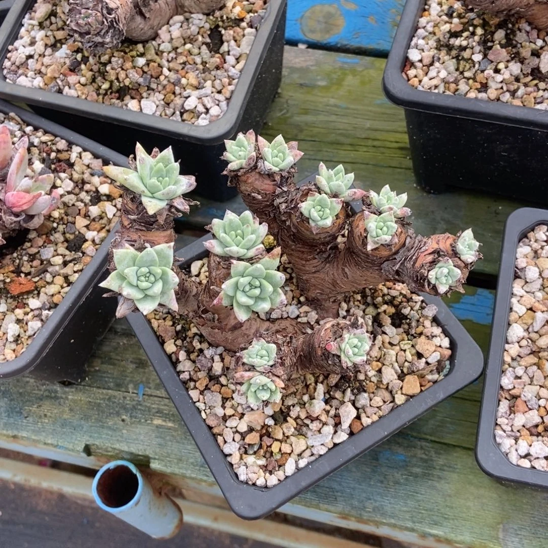 苹果叶脸多肉植物