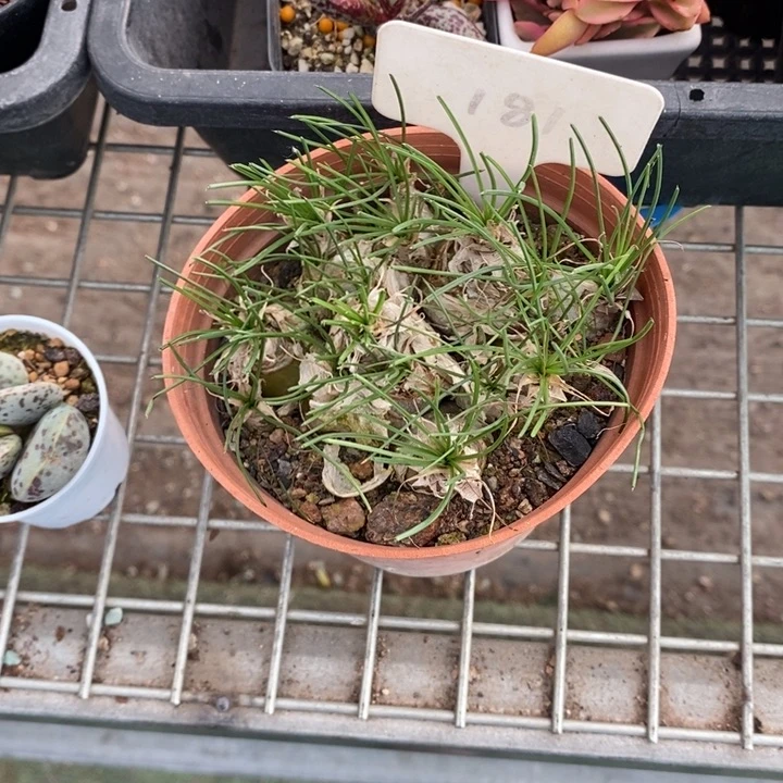 祝*云伯克利和格蕾纳等著名音乐家