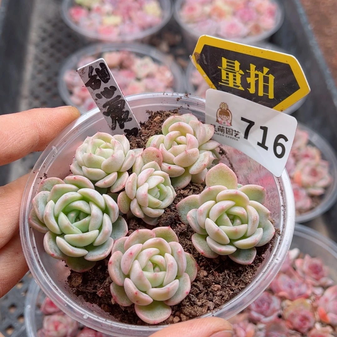 多肉植物多肉植物