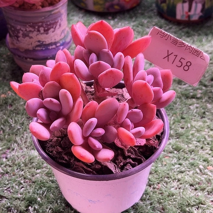 我是第一百个申请创建