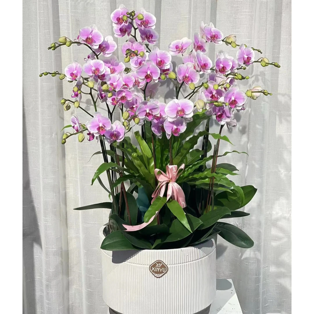 【8 株粉钻蝴蝶兰】送货上门年宵花带瓷盆