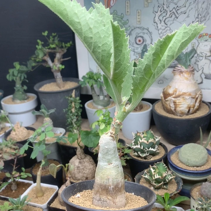 实生银叶葡萄瓮脱土