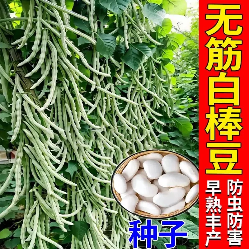 摘不败白不老九粒白芸豆种子苗秧四季豆种籽豆角架豆大全蔬菜孑
