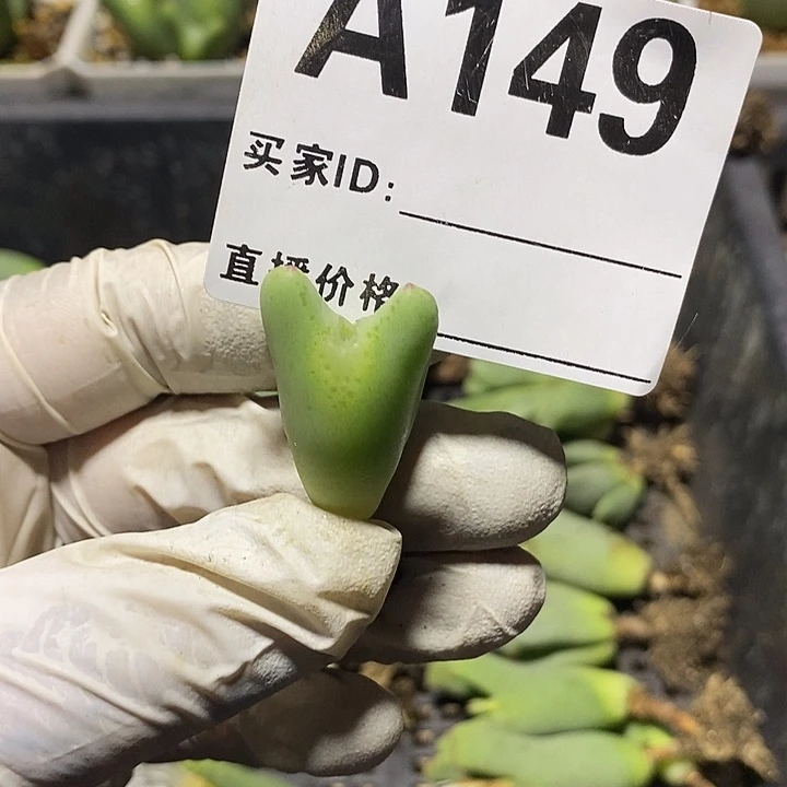 梦***了149。多肉植物和植物等