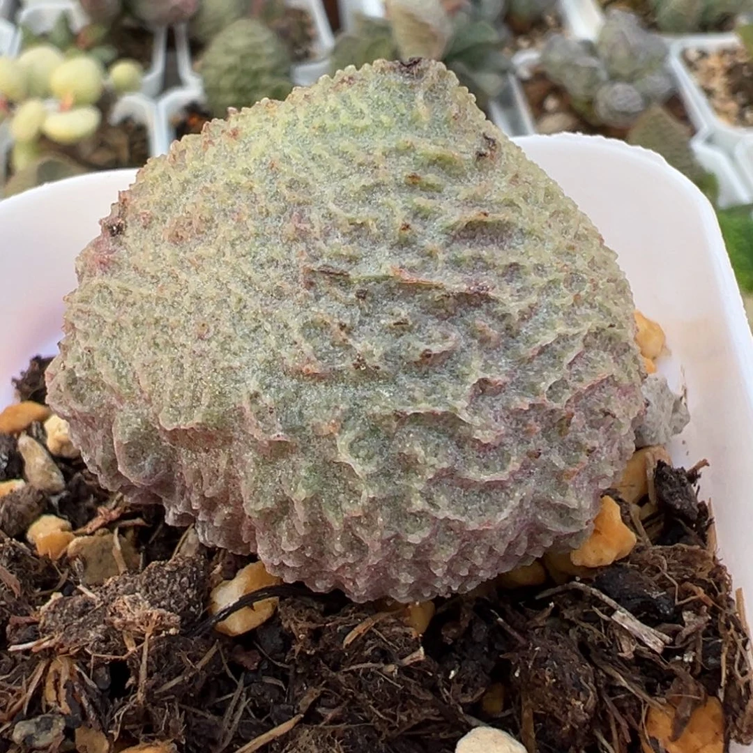 巨猪宝大苗多肉植物水泡