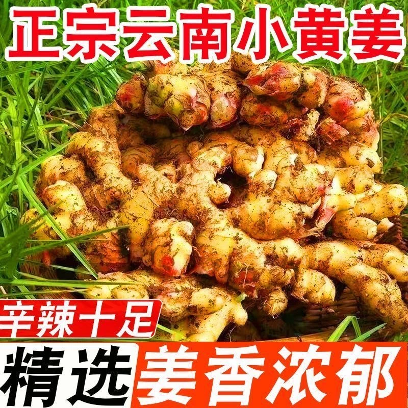 【云南小黄姜】正宗云南小黄姜新姜姜味浓郁现挖现发AA