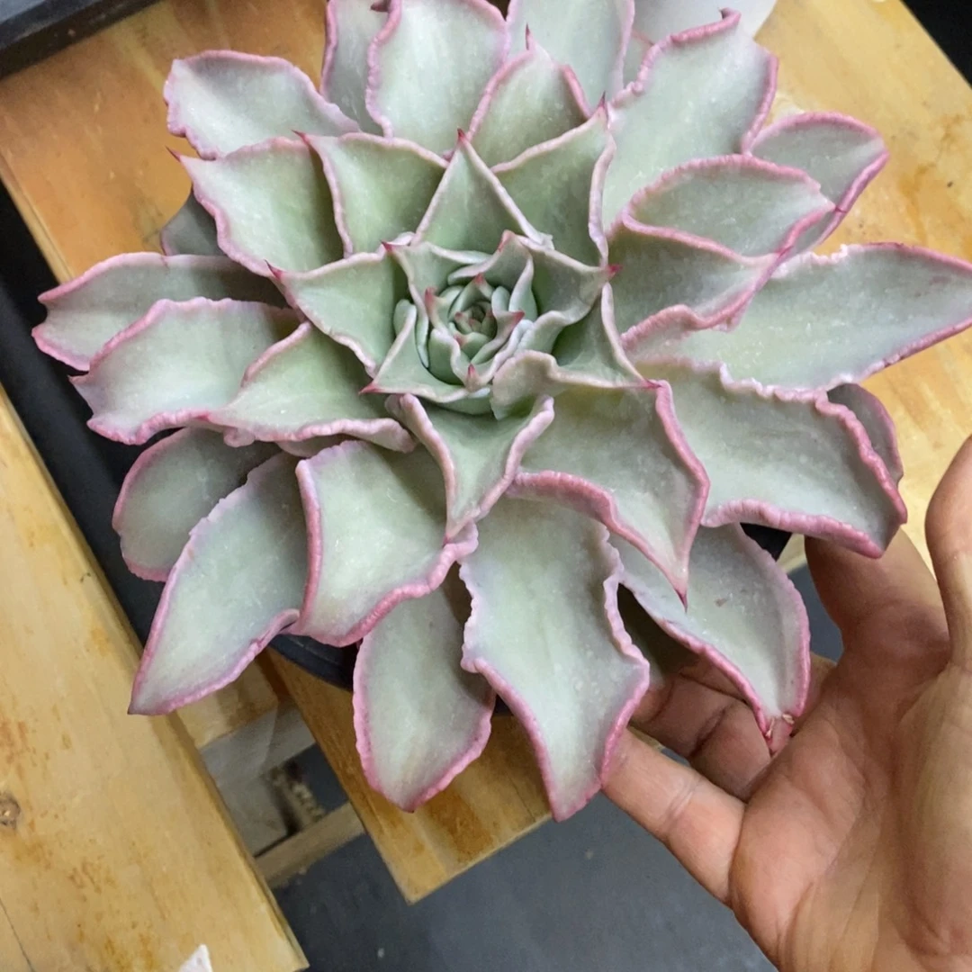 精品多肉一物一拍不包整289