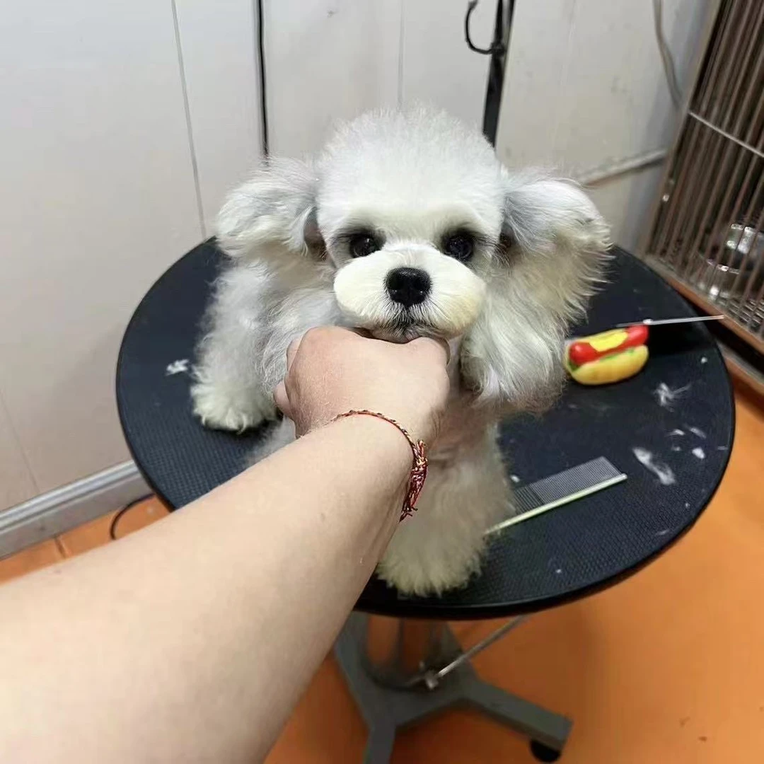 【吉祥雪纳瑞】宠物活体幼体雪纳瑞小狗萌犬