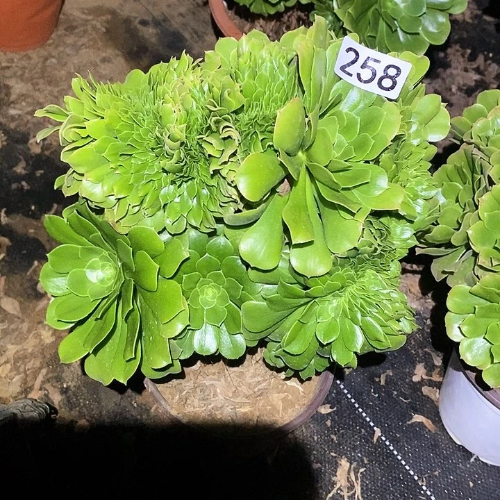 多肉植物法师258绿杨蓉