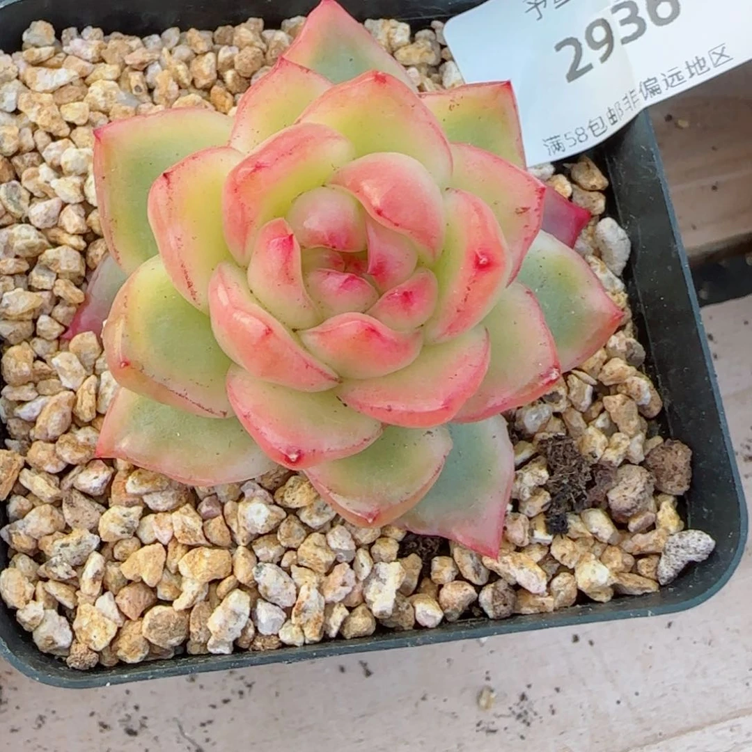 水晶珍妮锦，2936多肉