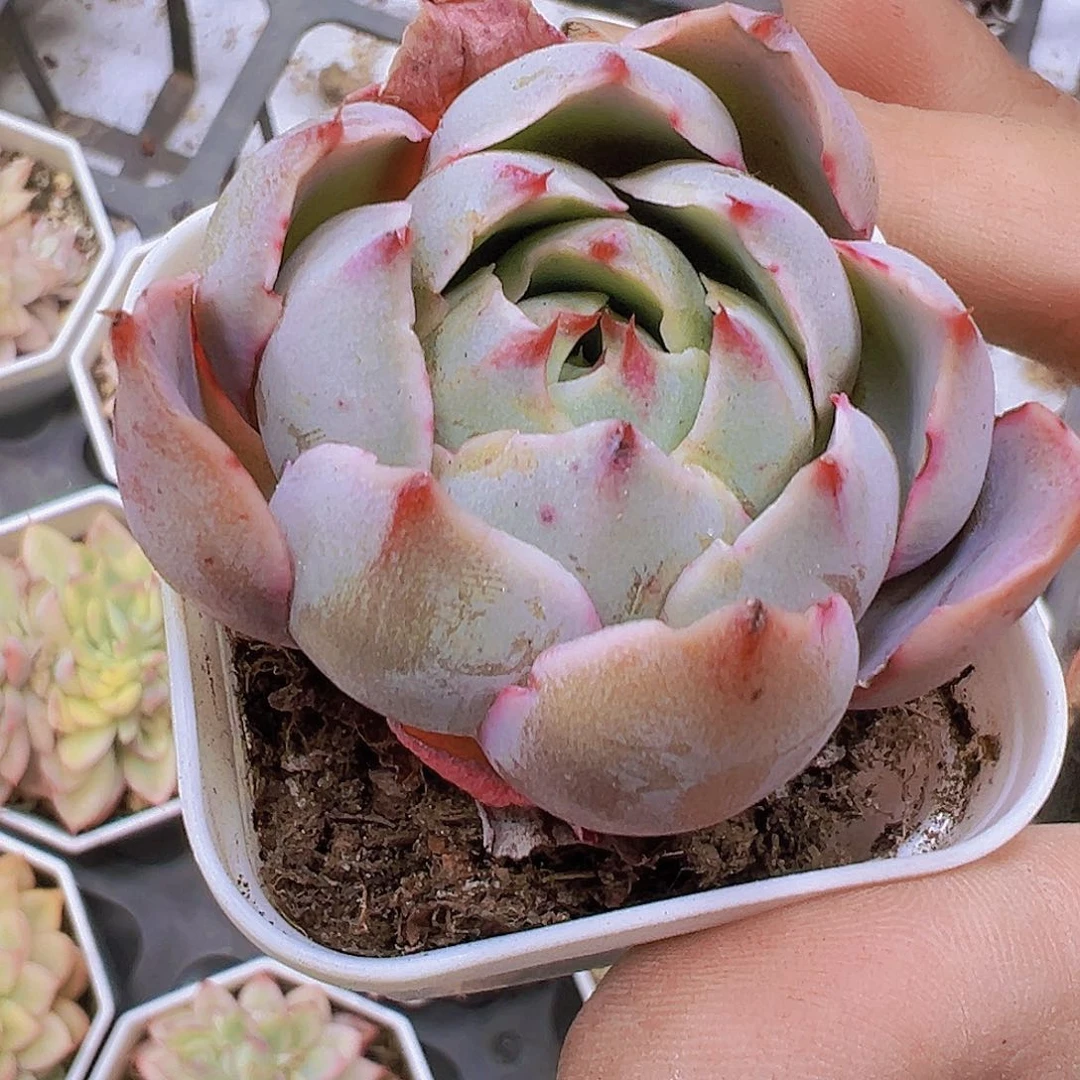 包子赫拉2盆19包邮