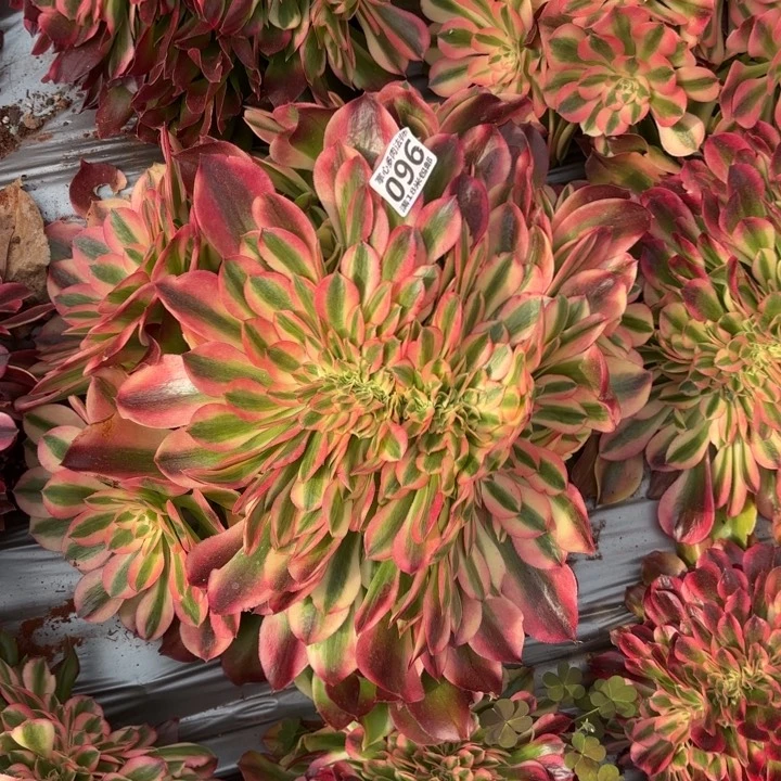 096香妃缀化掌心多肉法师锦