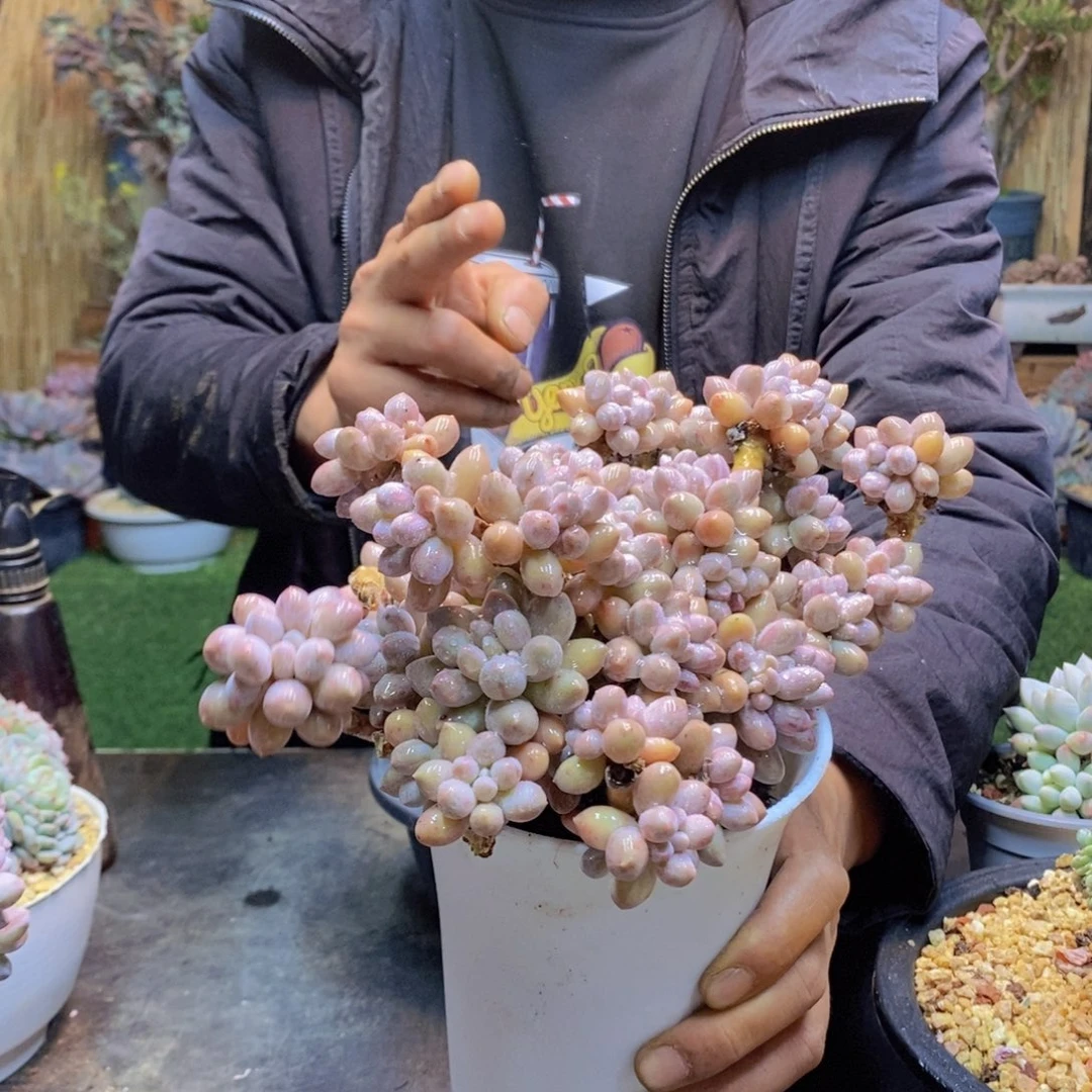 牡**棠6号婴儿手指多头