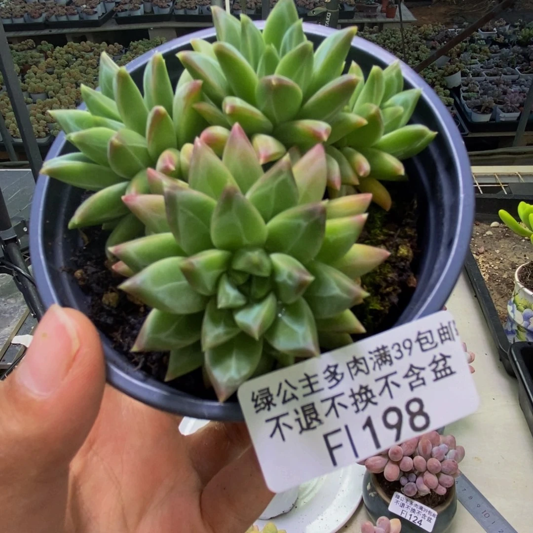 198幻影美人多肉7cm