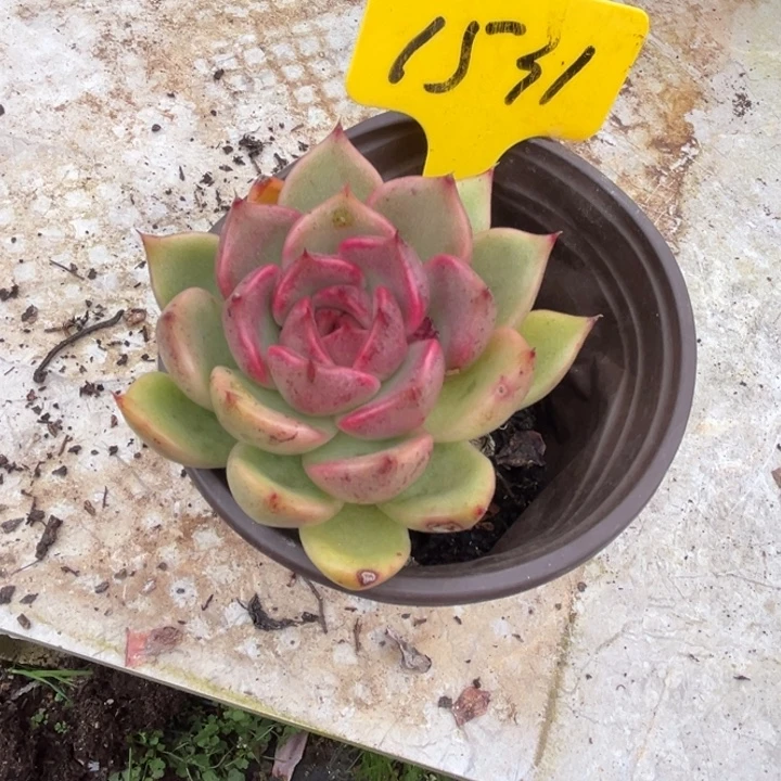 1531 0000000000000000