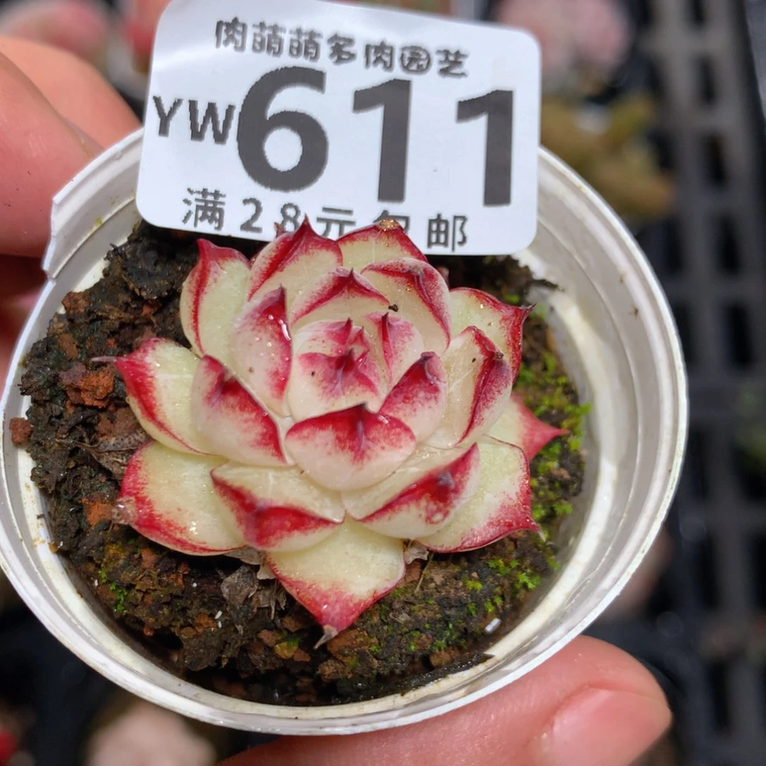 5CM拇指盆精控多肉YW611